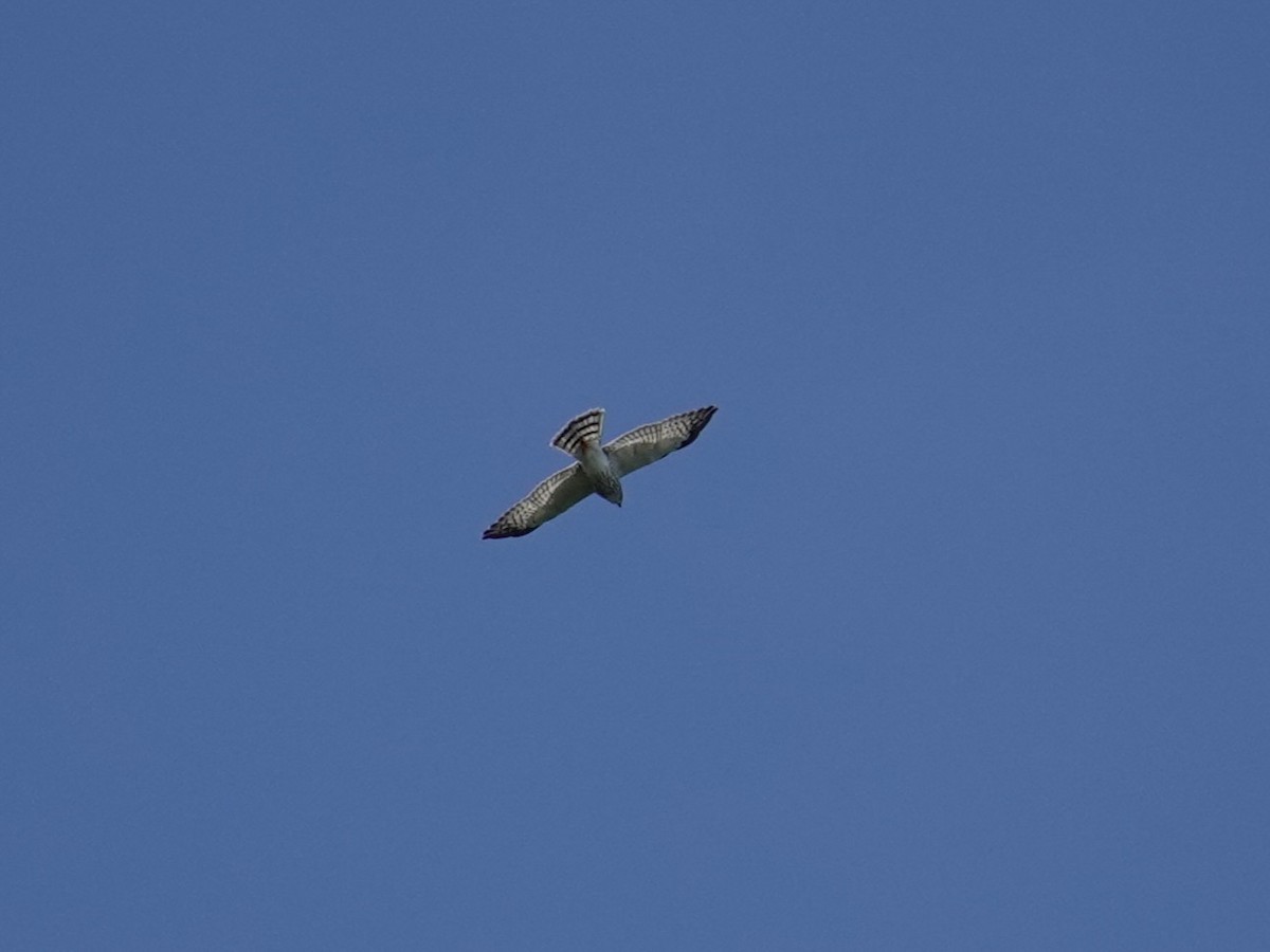 Chinese Sparrowhawk - ML643744232