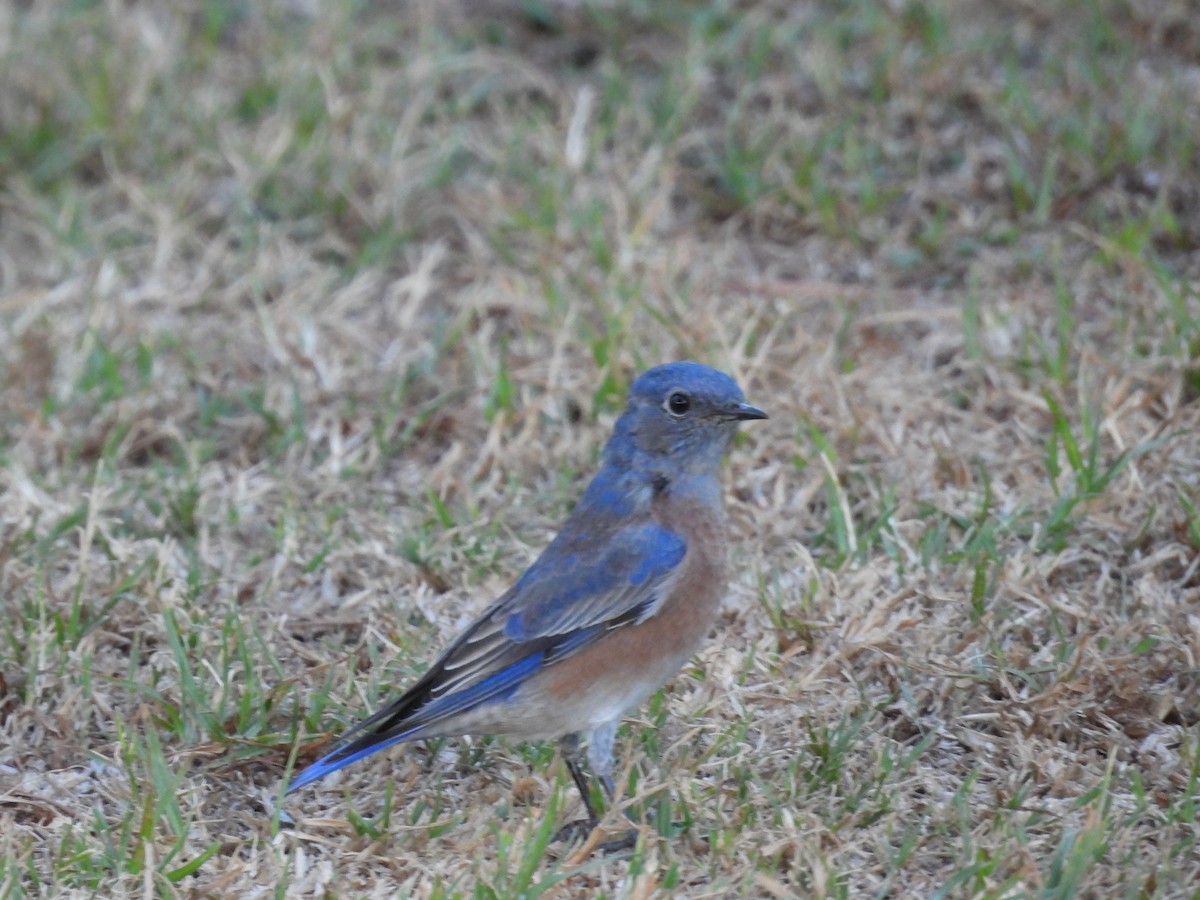 Western Bluebird - ML643744233