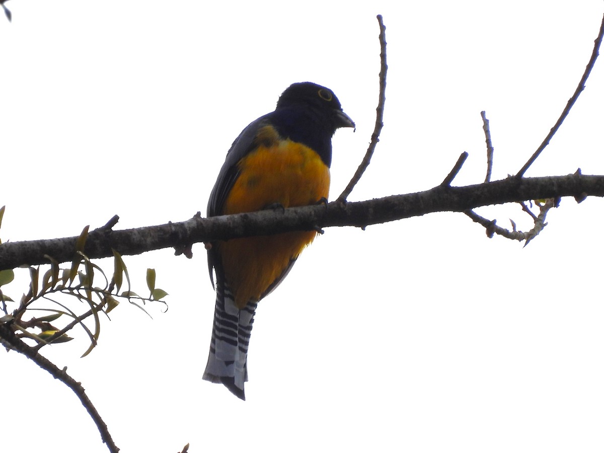 Mor Trogon - ML643744234