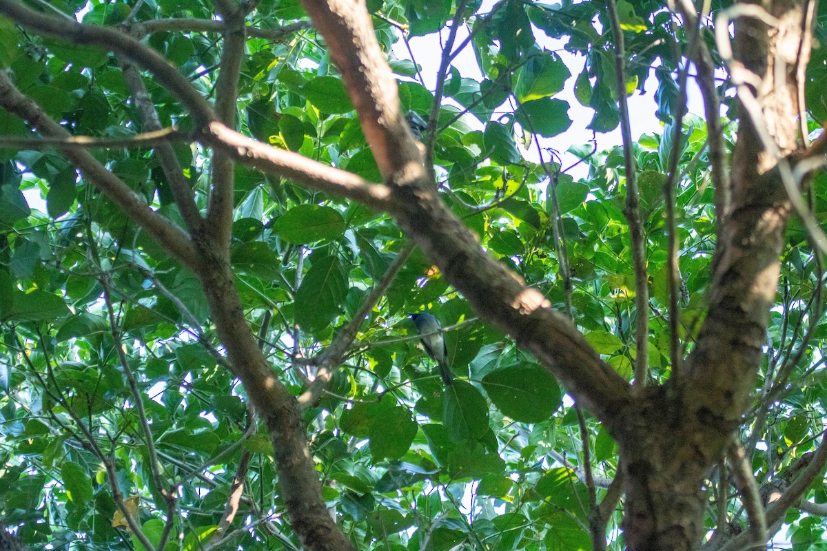 Black-naped Monarch - ML643744235