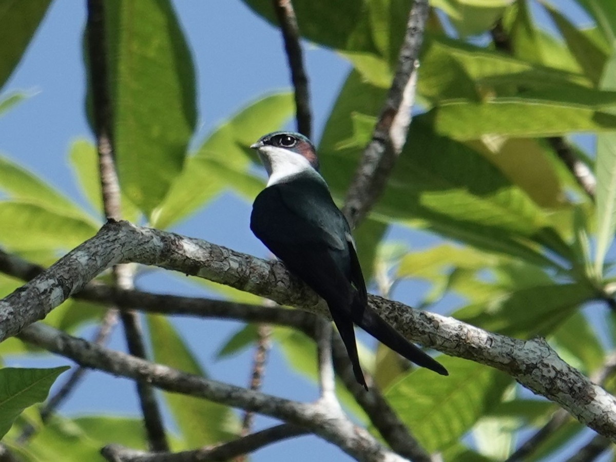 Gray-rumped Treeswift - ML643744236