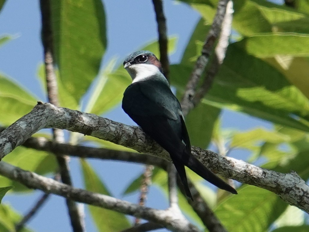 Gray-rumped Treeswift - ML643744237