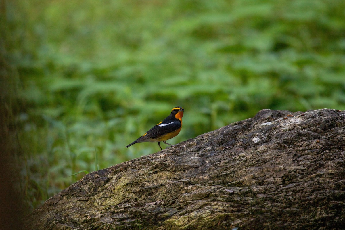 Narcissus Flycatcher - ML643744239
