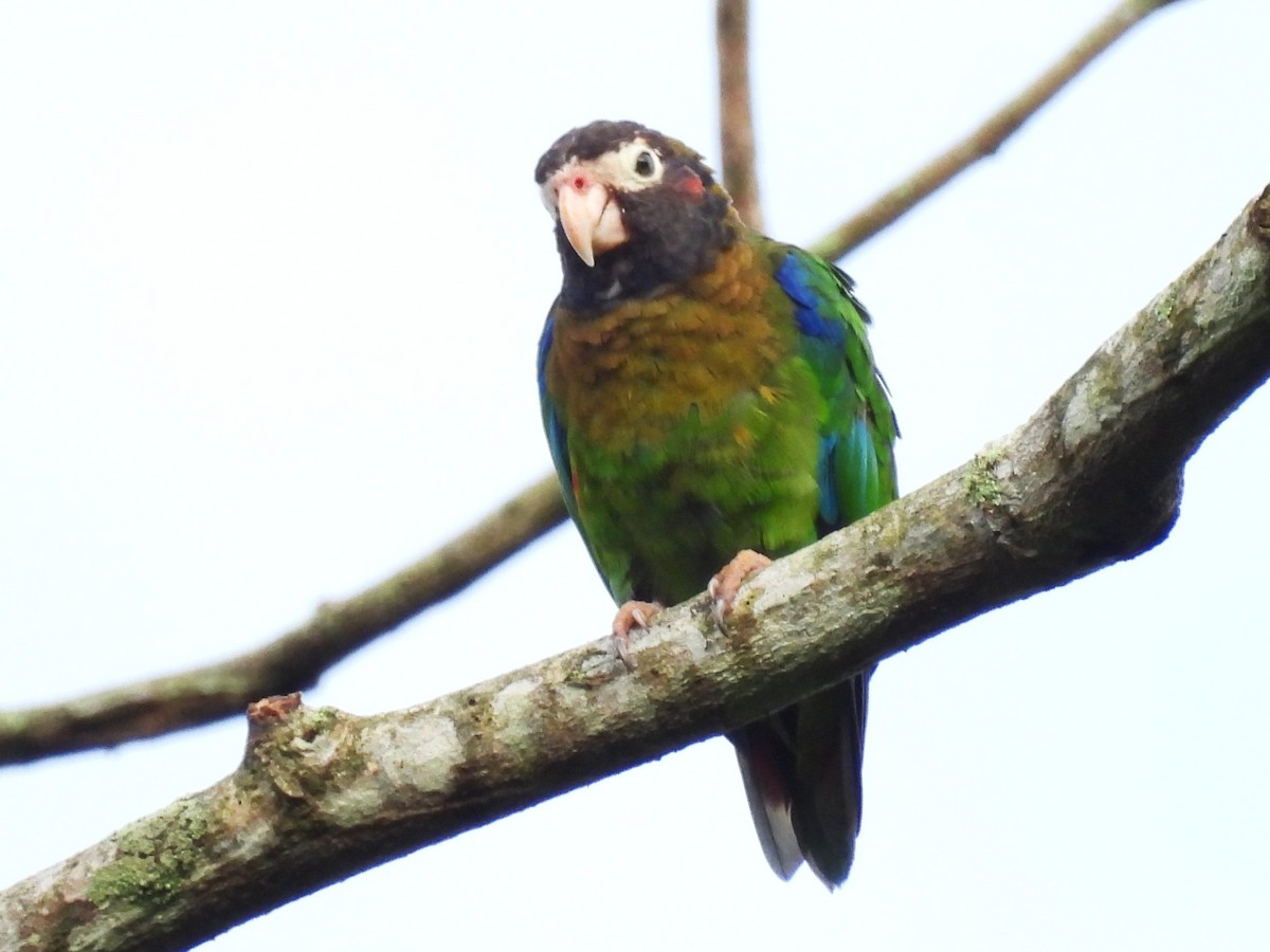 Brown-hooded Parrot - ML643744244