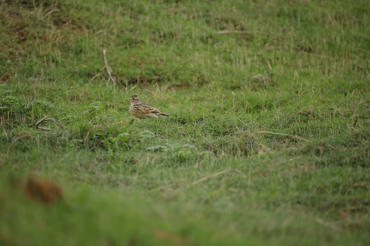 Oriental Skylark - ML643744246