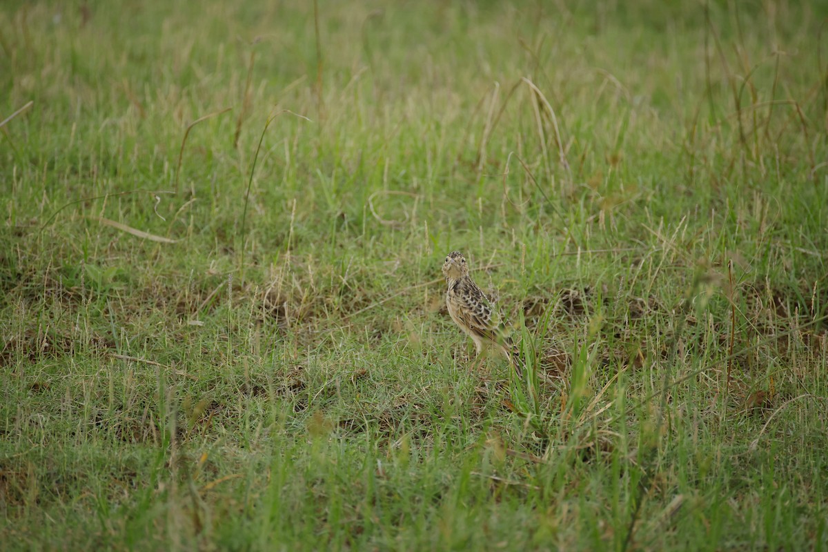 Oriental Skylark - ML643744247