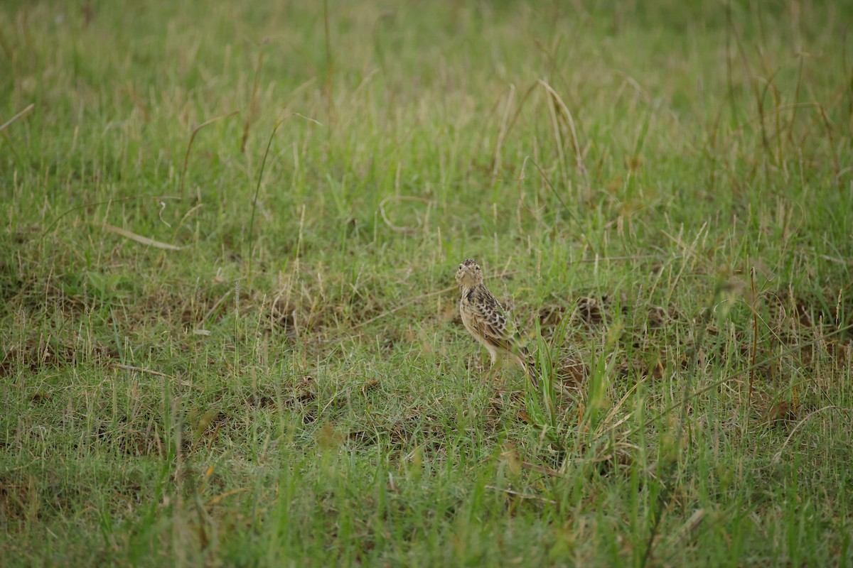 Oriental Skylark - ML643744248