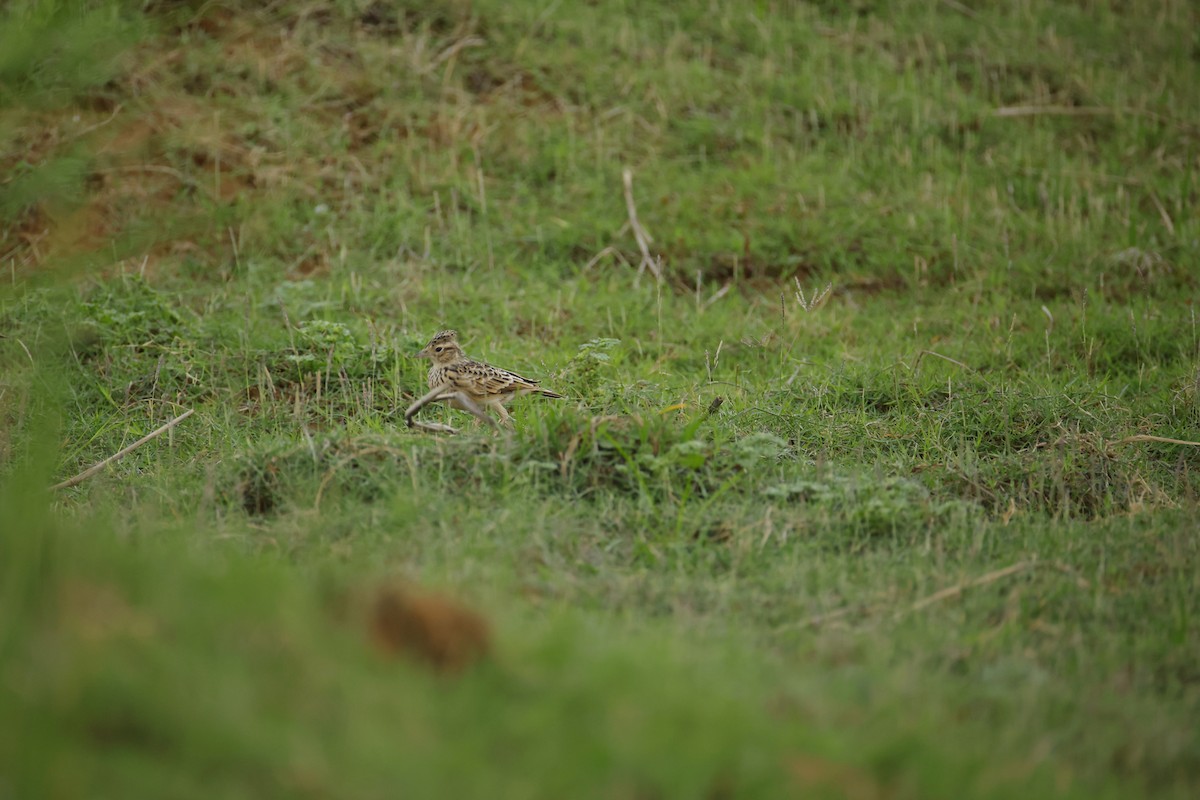 Oriental Skylark - ML643744250