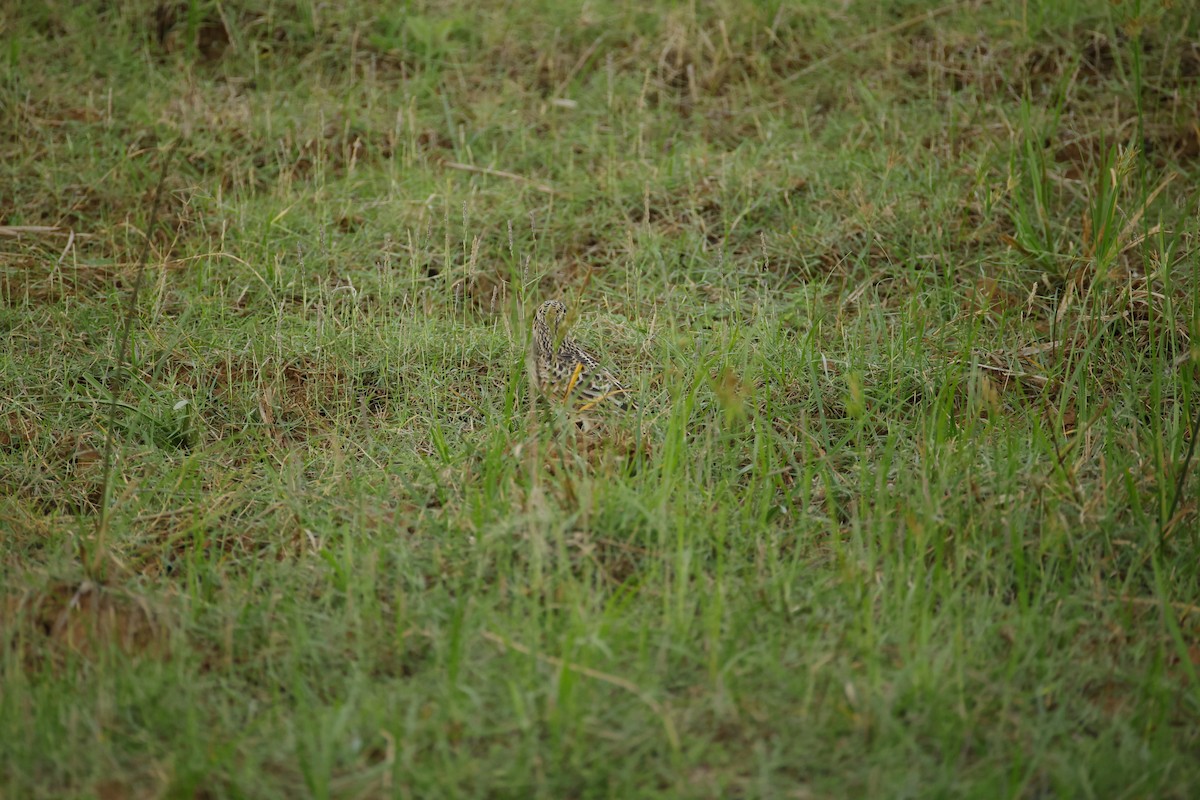 Oriental Skylark - ML643744251
