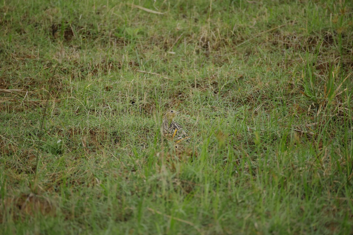 Oriental Skylark - ML643744252