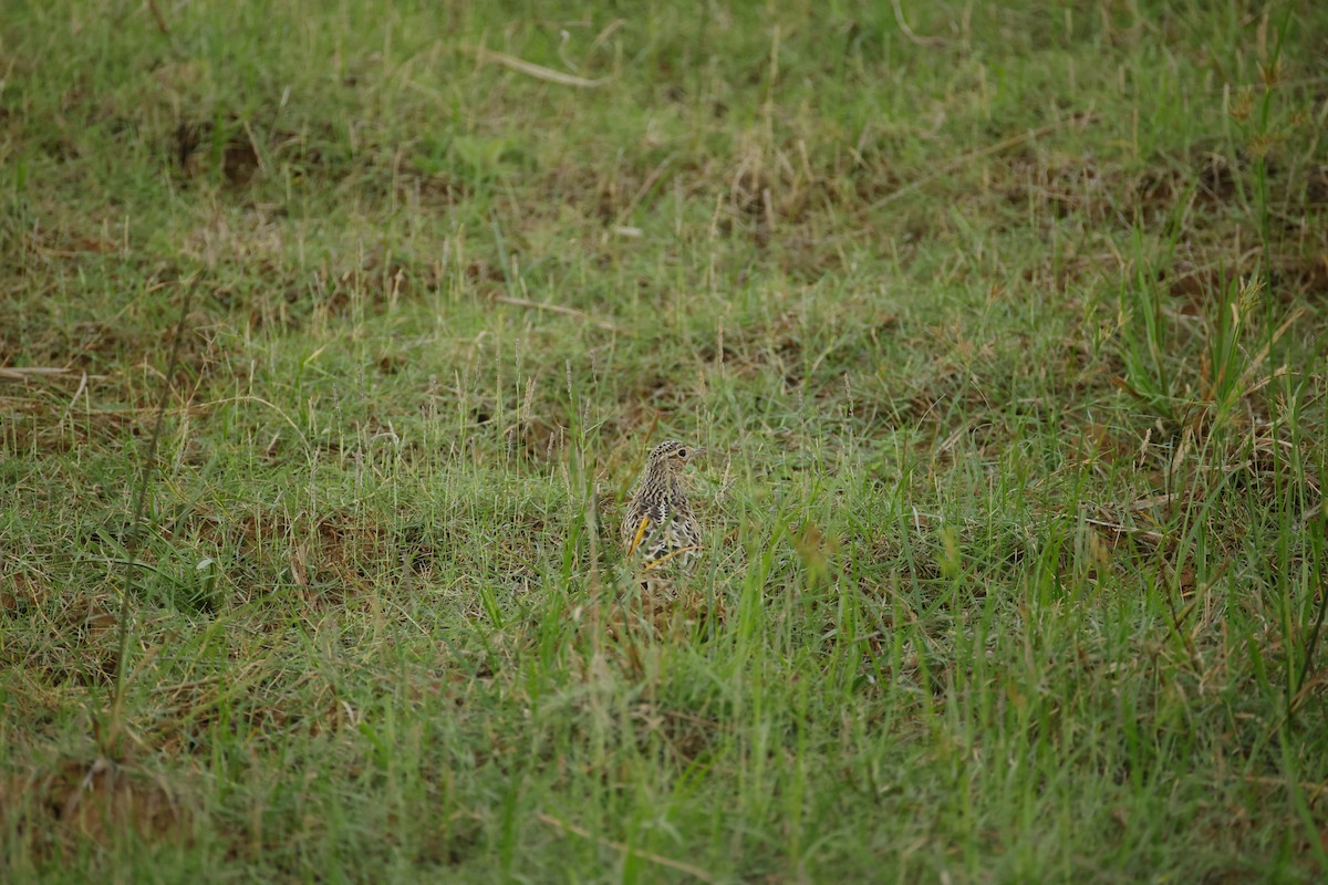 Oriental Skylark - ML643744253