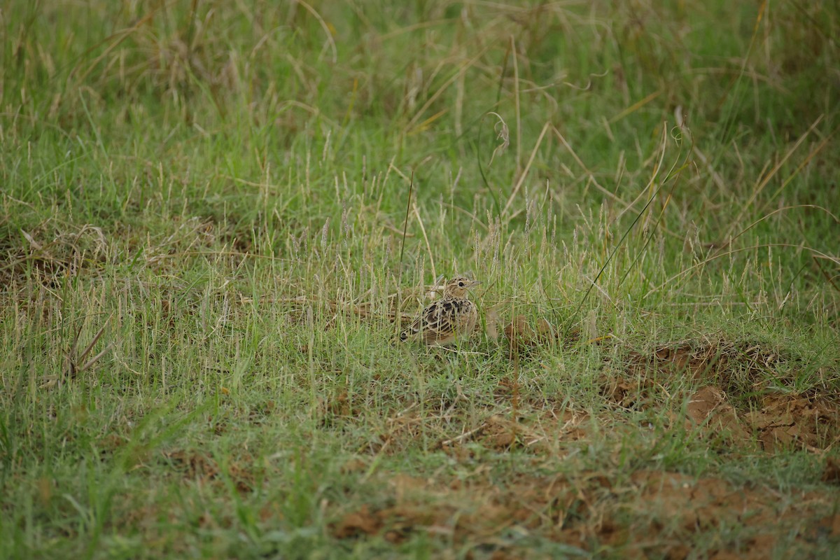 Oriental Skylark - ML643744254