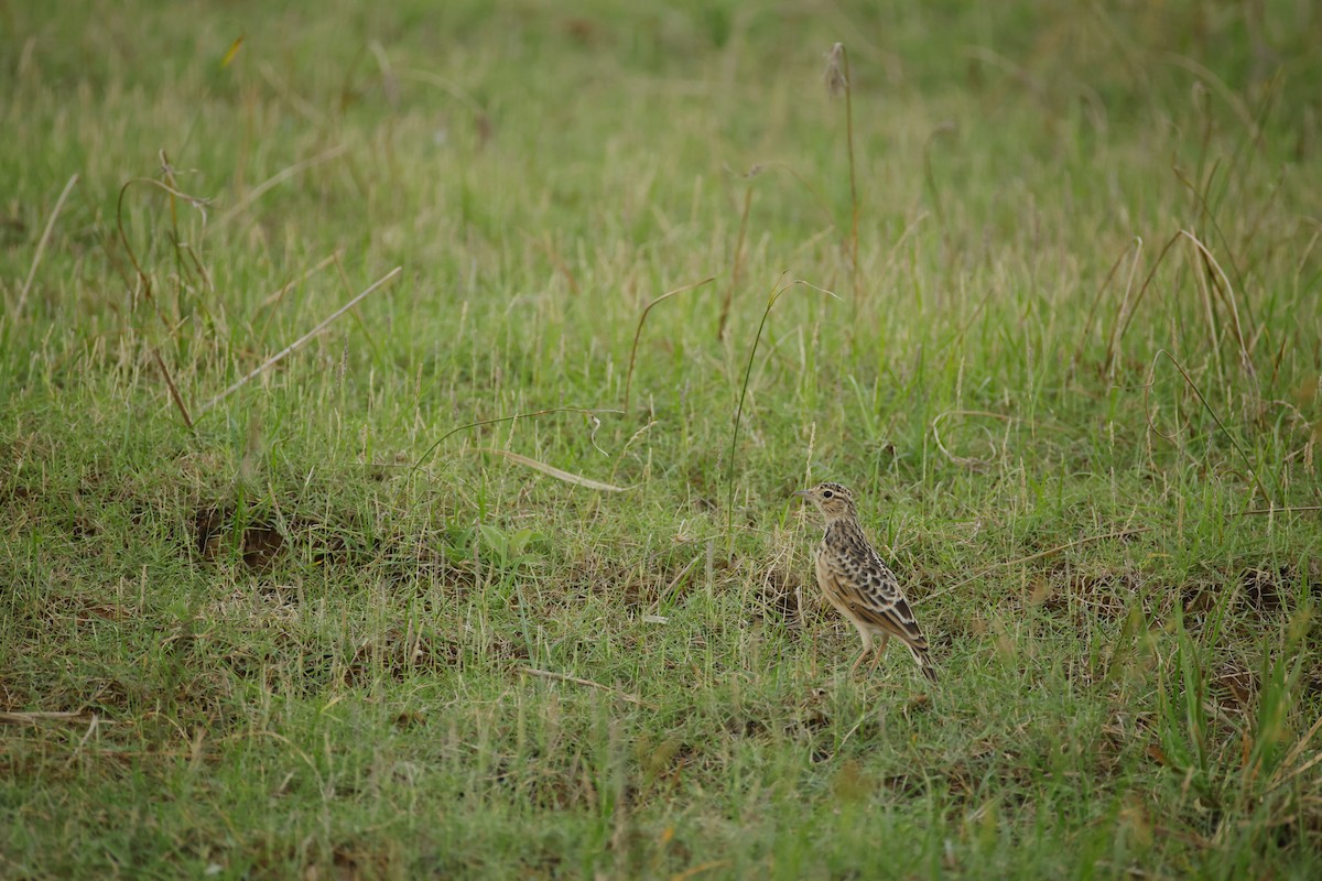 Oriental Skylark - ML643744255
