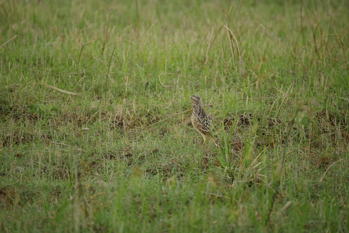 Oriental Skylark - ML643744256