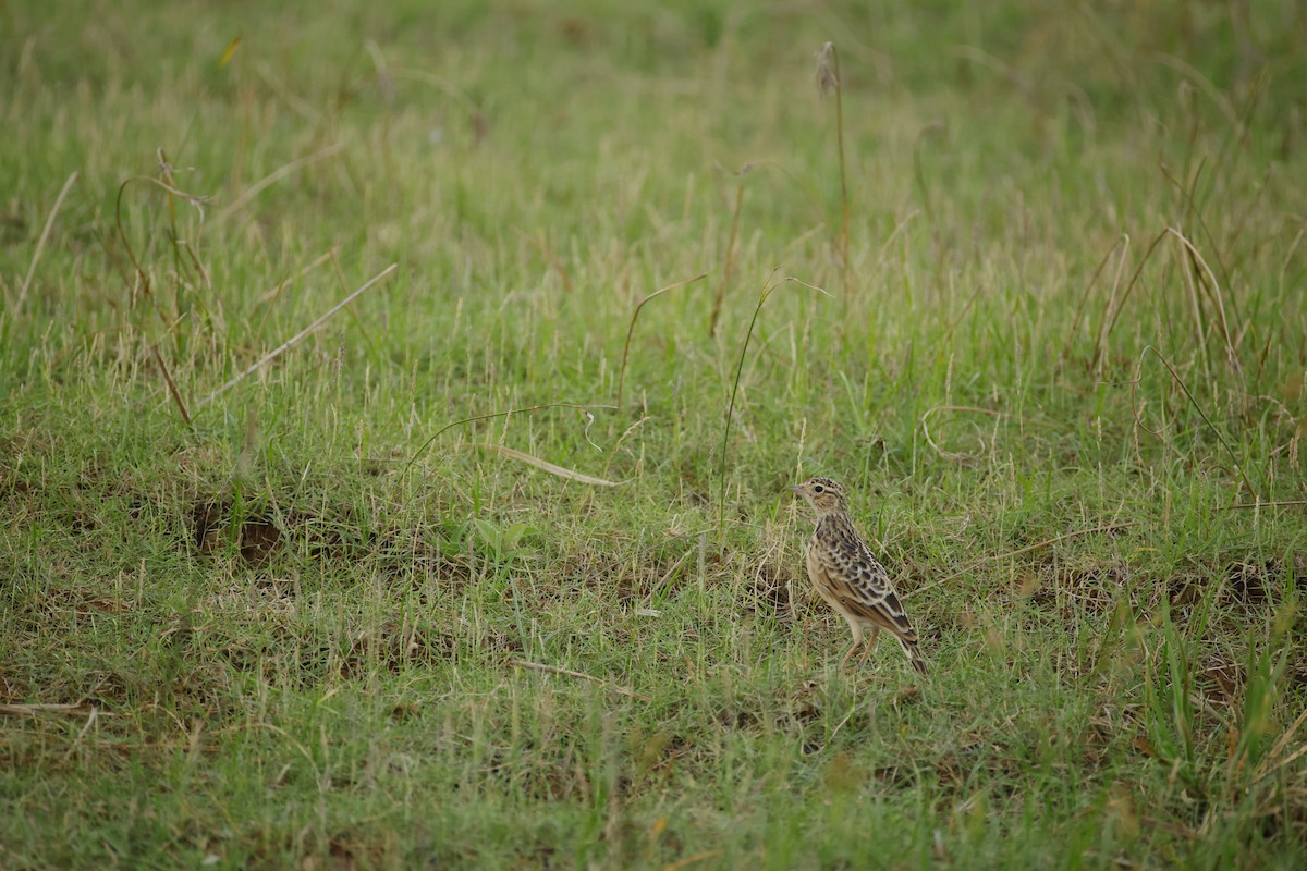 Oriental Skylark - ML643744257
