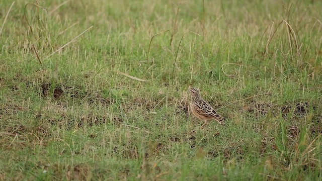 Oriental Skylark - ML643744258