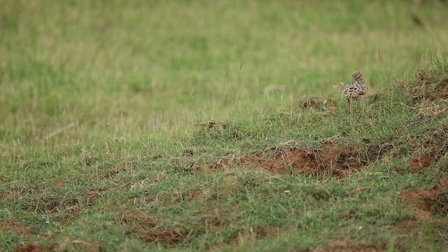 Oriental Skylark - ML643744259