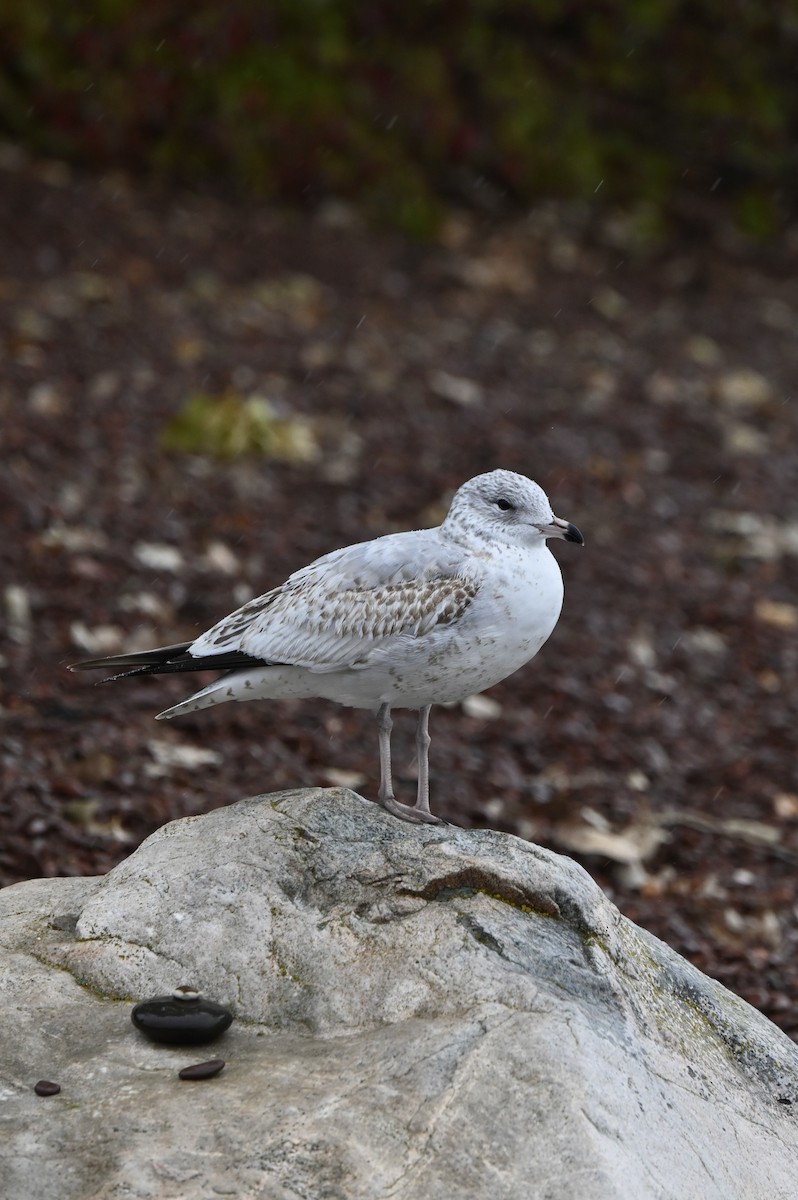 Ring-billed Gull - ML643744263