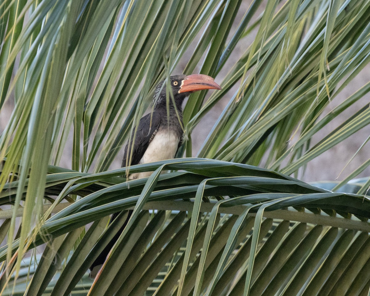 Crowned Hornbill - ML643744264