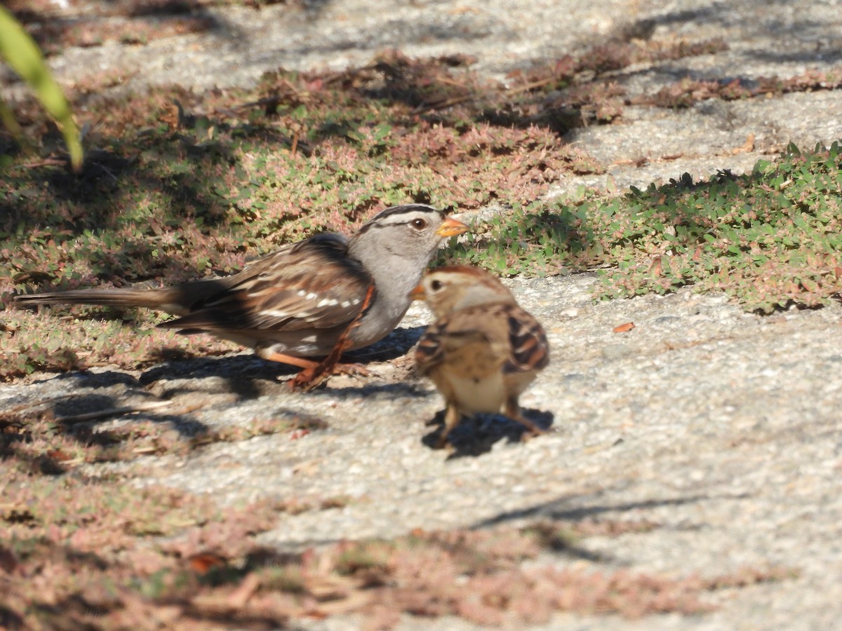 White-crowned Sparrow - ML643744272