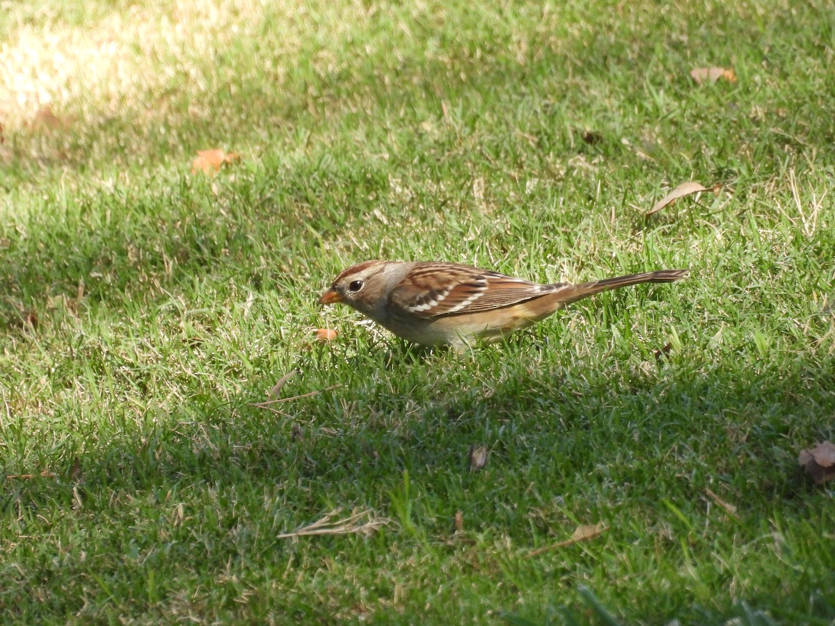 White-crowned Sparrow - ML643744273