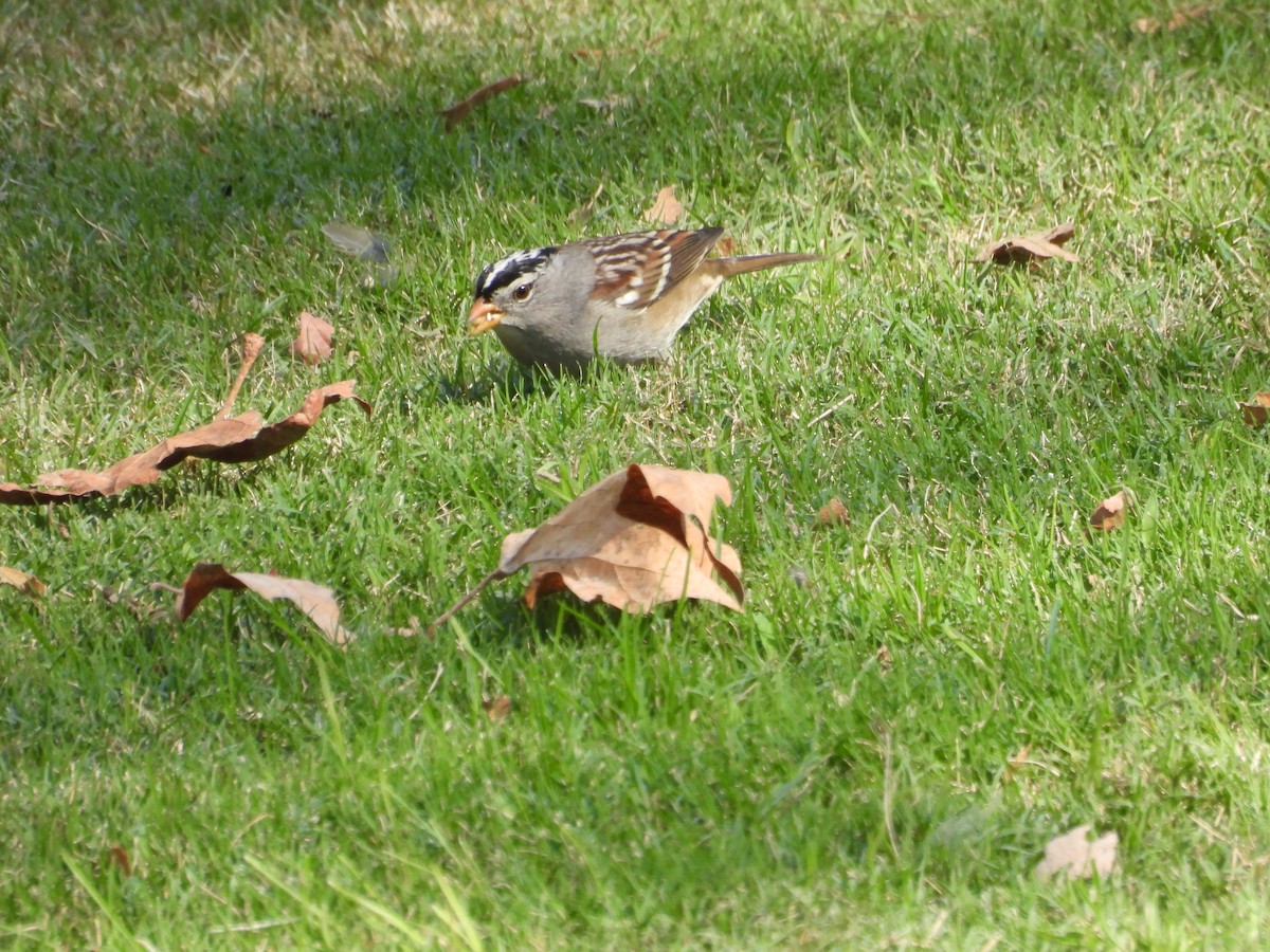 White-crowned Sparrow - ML643744274
