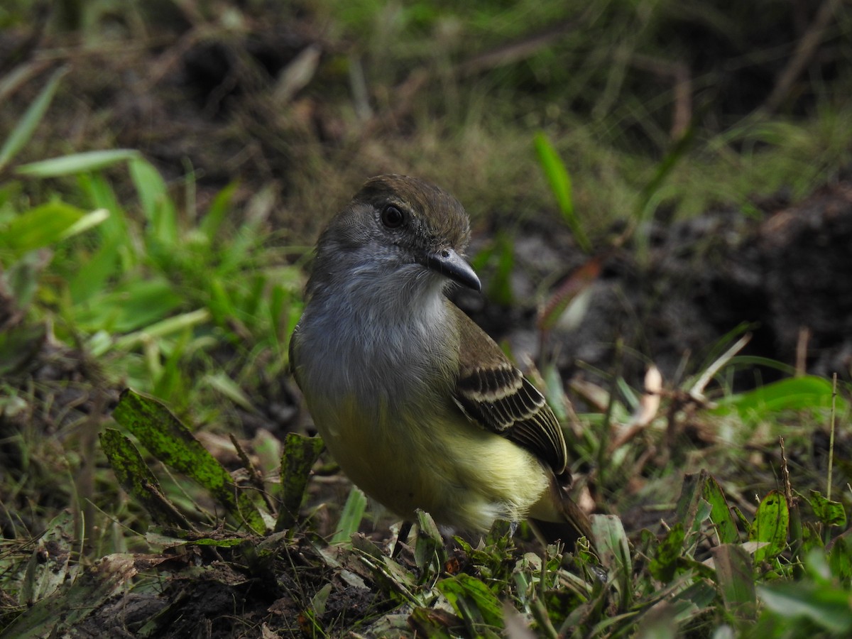 Pale-edged Flycatcher - ML643744275