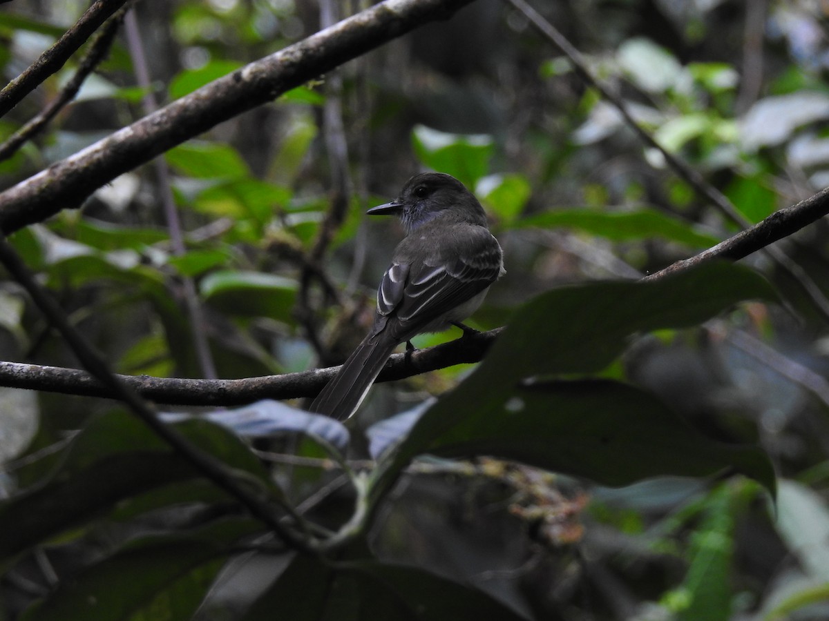 Pale-edged Flycatcher - ML643744276