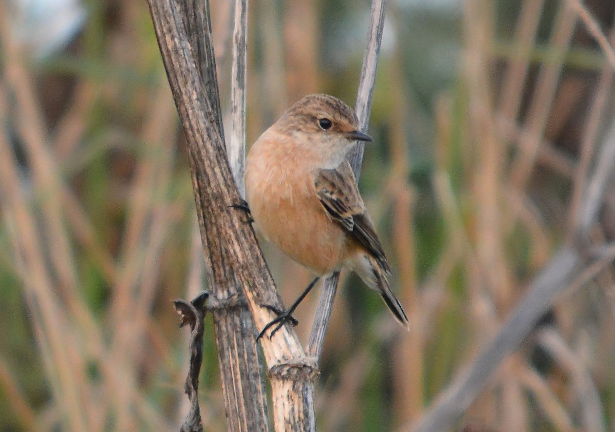 Siberian/Amur Stonechat - ML643744280