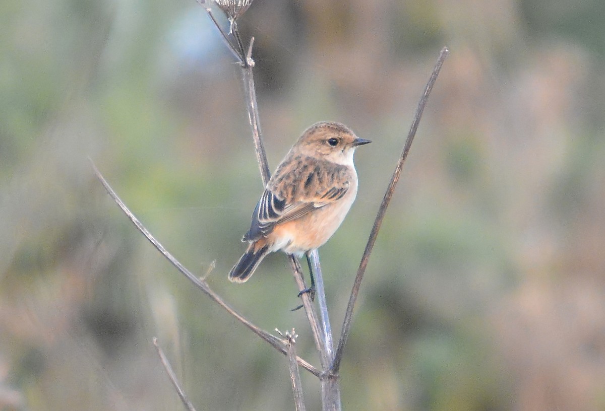 Siberian/Amur Stonechat - ML643744281