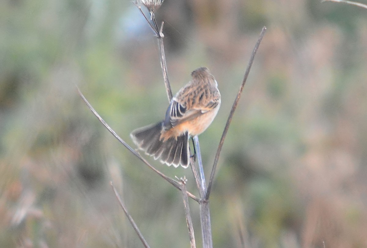 Siberian/Amur Stonechat - ML643744282
