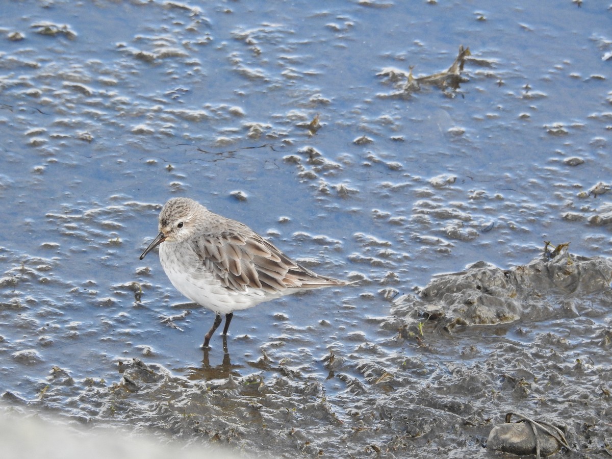 White-rumped Sandpiper - ML643744283