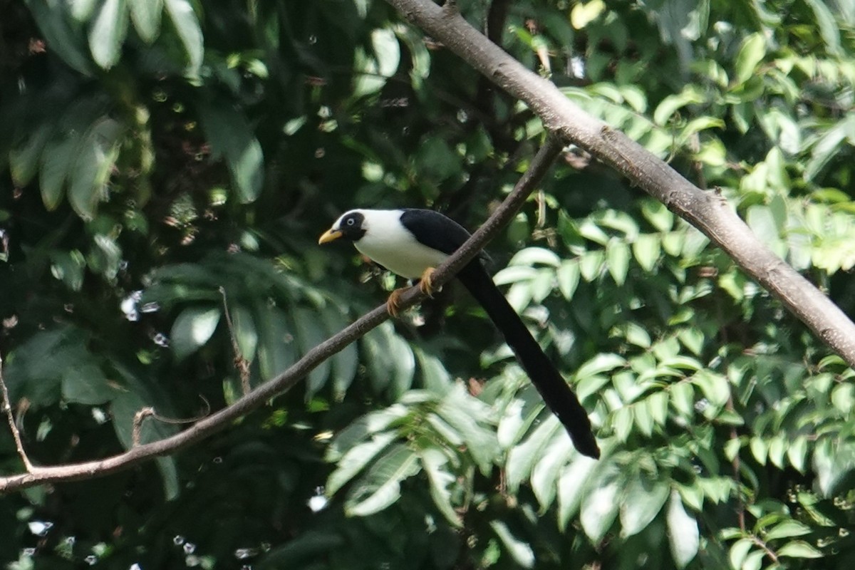 Bare-eyed Myna - ML643744286