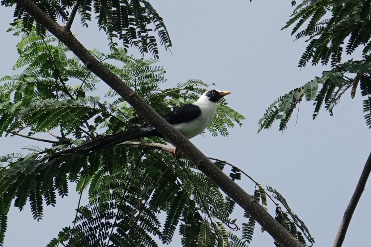 Bare-eyed Myna - ML643744287