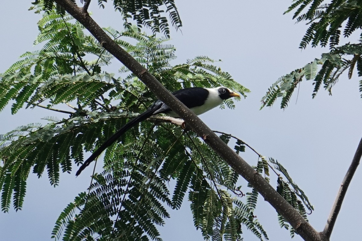 Bare-eyed Myna - ML643744288
