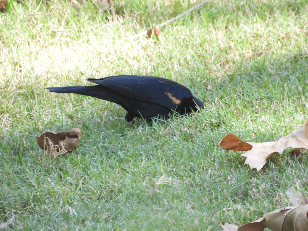 Red-winged Blackbird - ML643744289