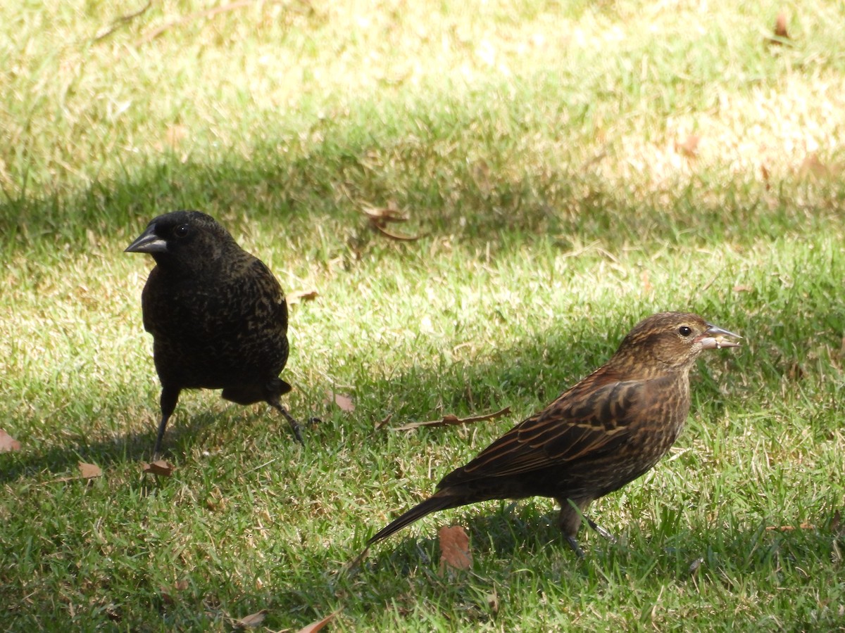 Red-winged Blackbird - ML643744290