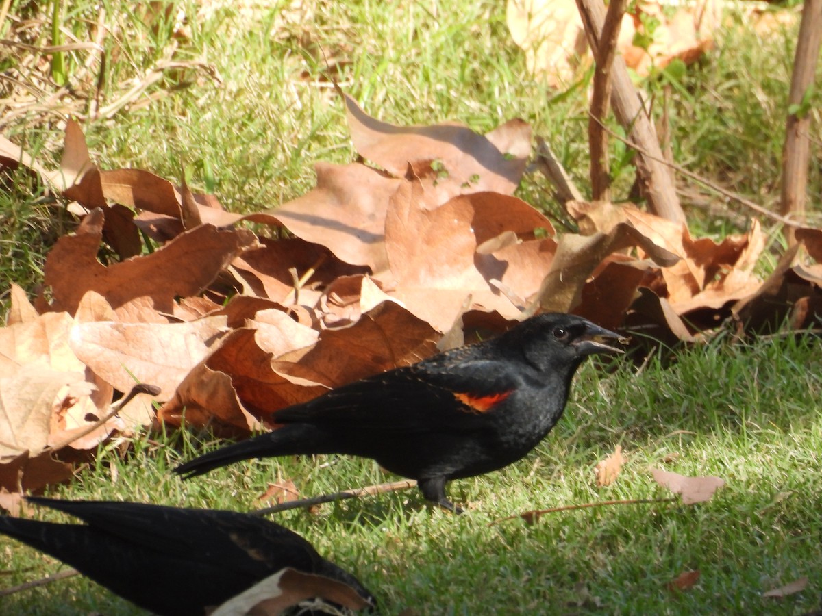 Red-winged Blackbird - ML643744291