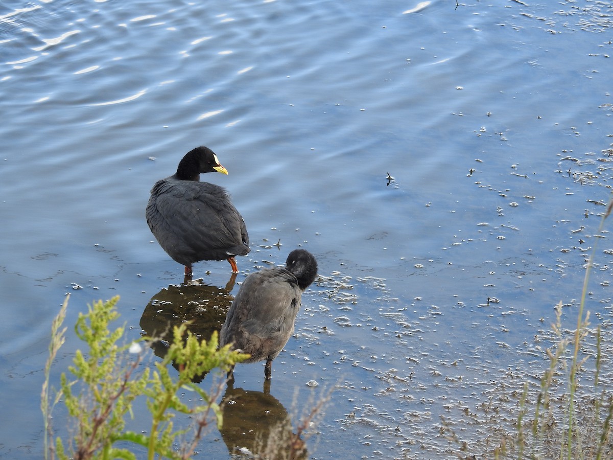 Red-gartered Coot - ML643744295