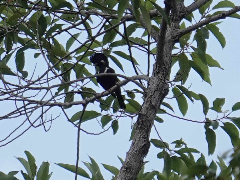 Helmeted Myna - ML643744296