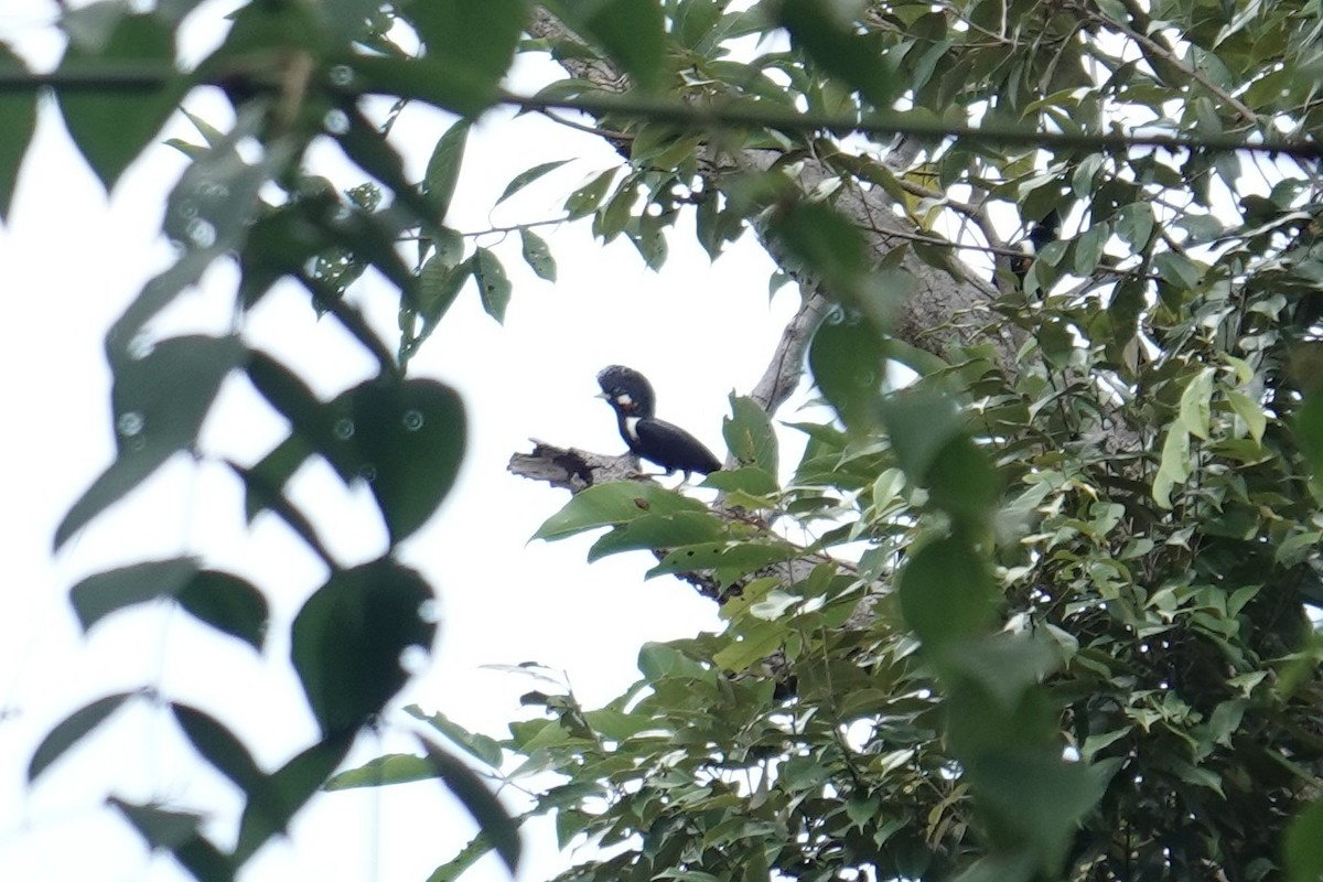 Helmeted Myna - ML643744297