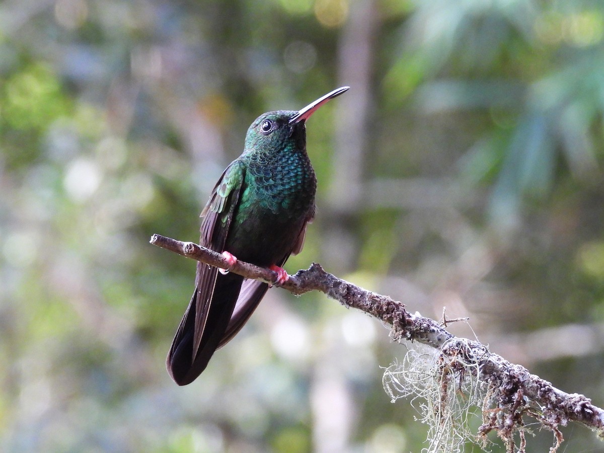 Bronze-tailed Plumeleteer - ML643744299