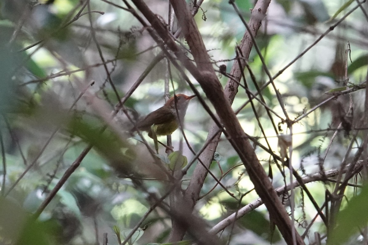 Mountain Tailorbird - ML643744302
