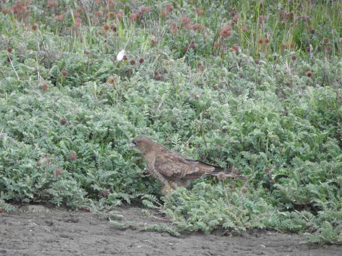 Chimango Caracara - ML643744303