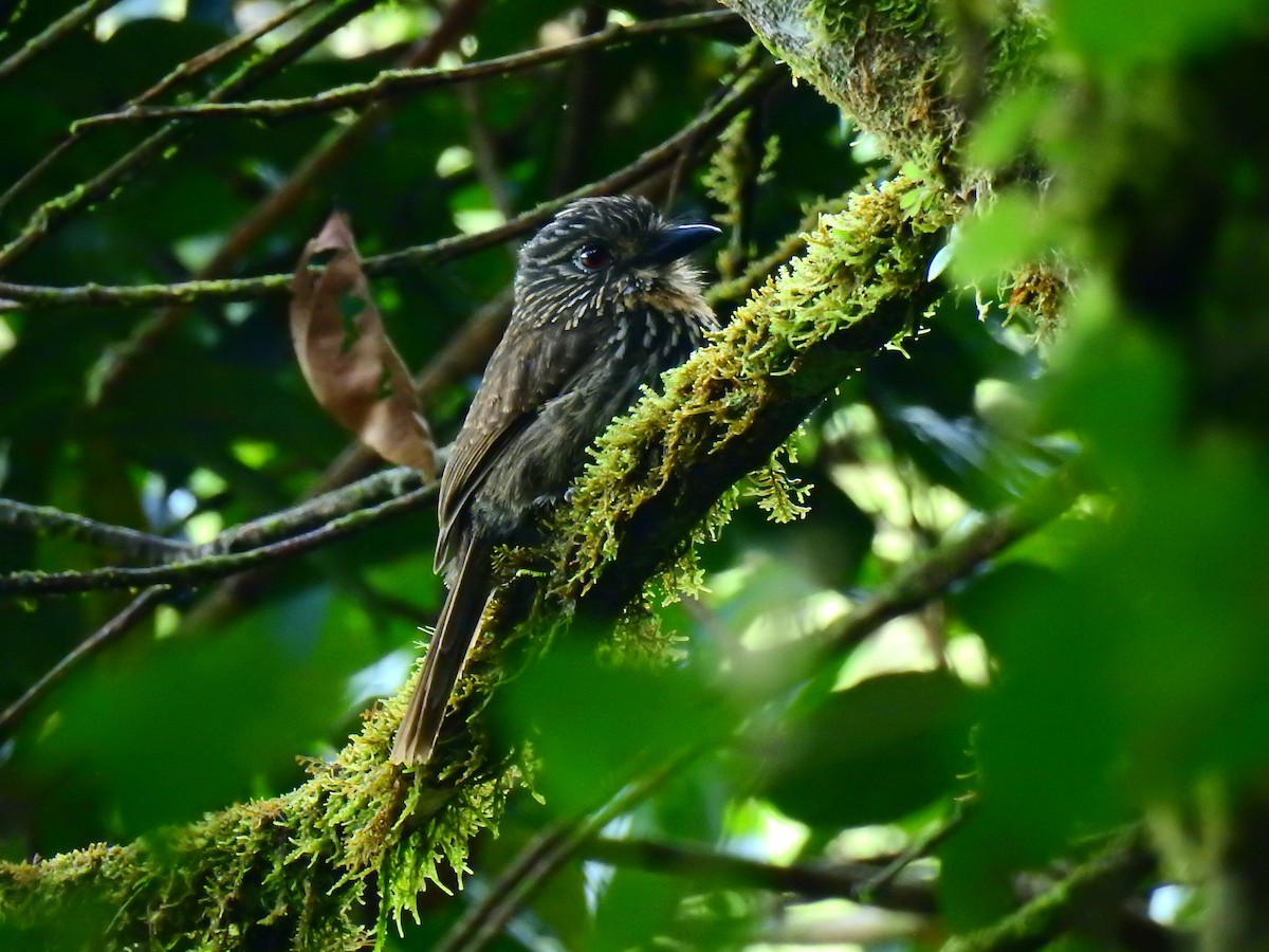 クロスジオオガシラ - ML643744304