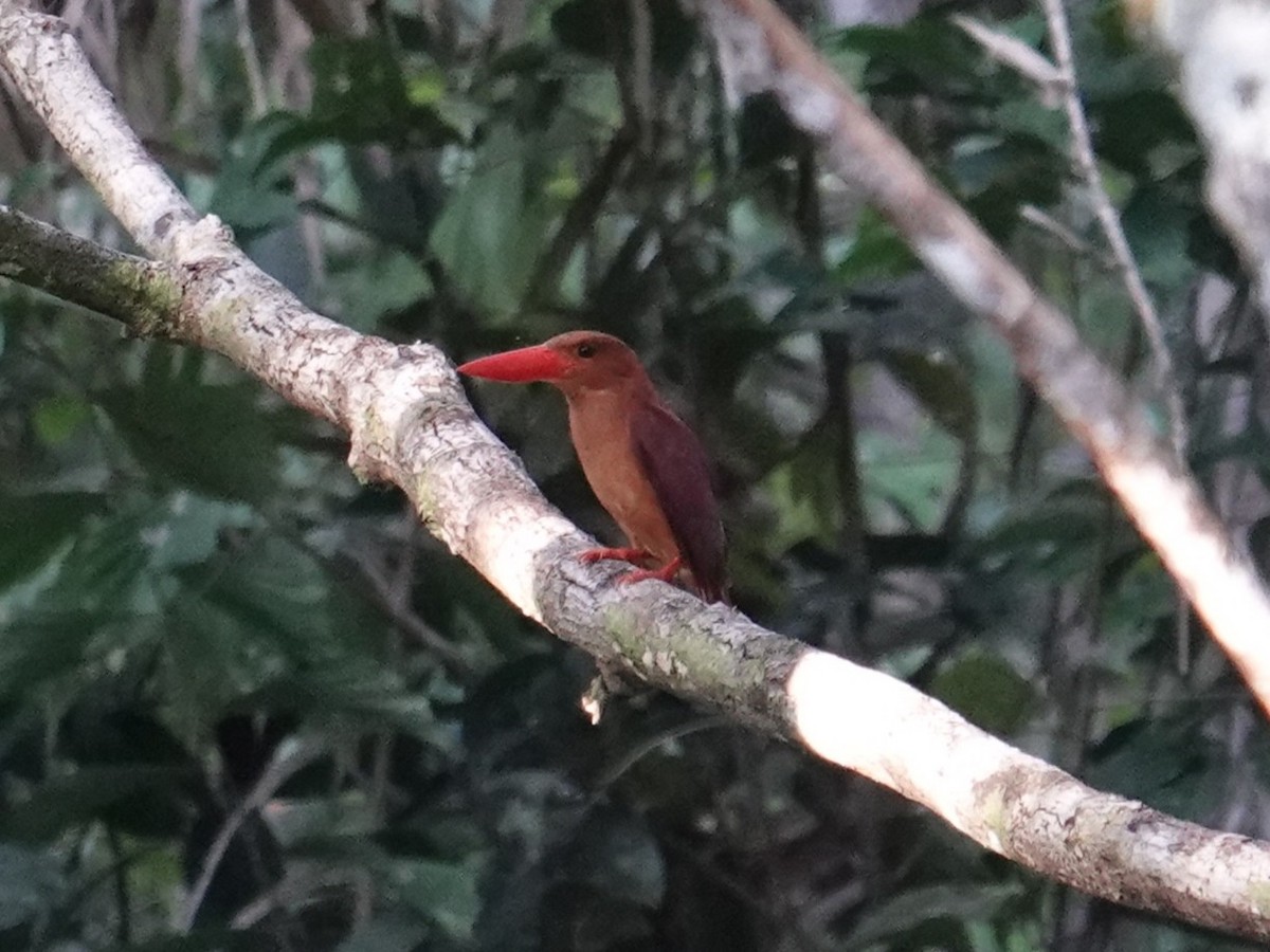 Ruddy Kingfisher - ML643744307