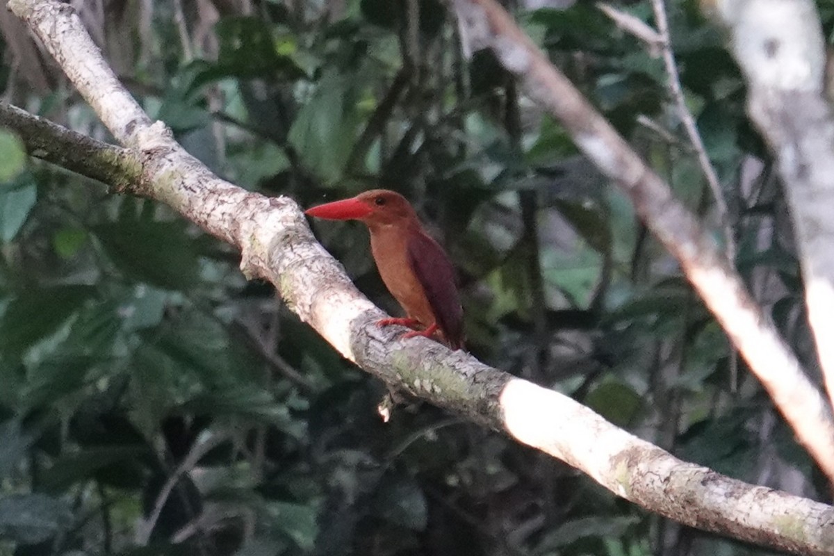 Ruddy Kingfisher - ML643744308