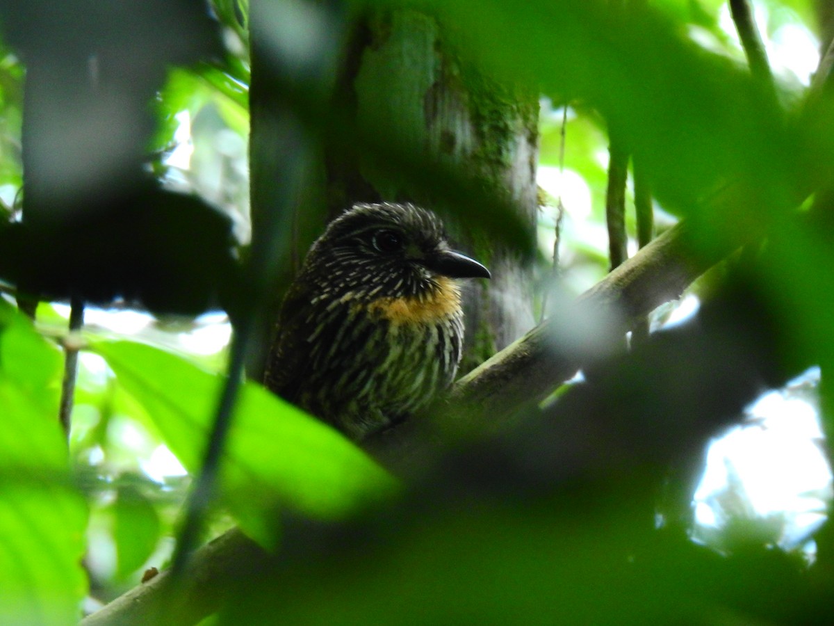 クロスジオオガシラ - ML643744309