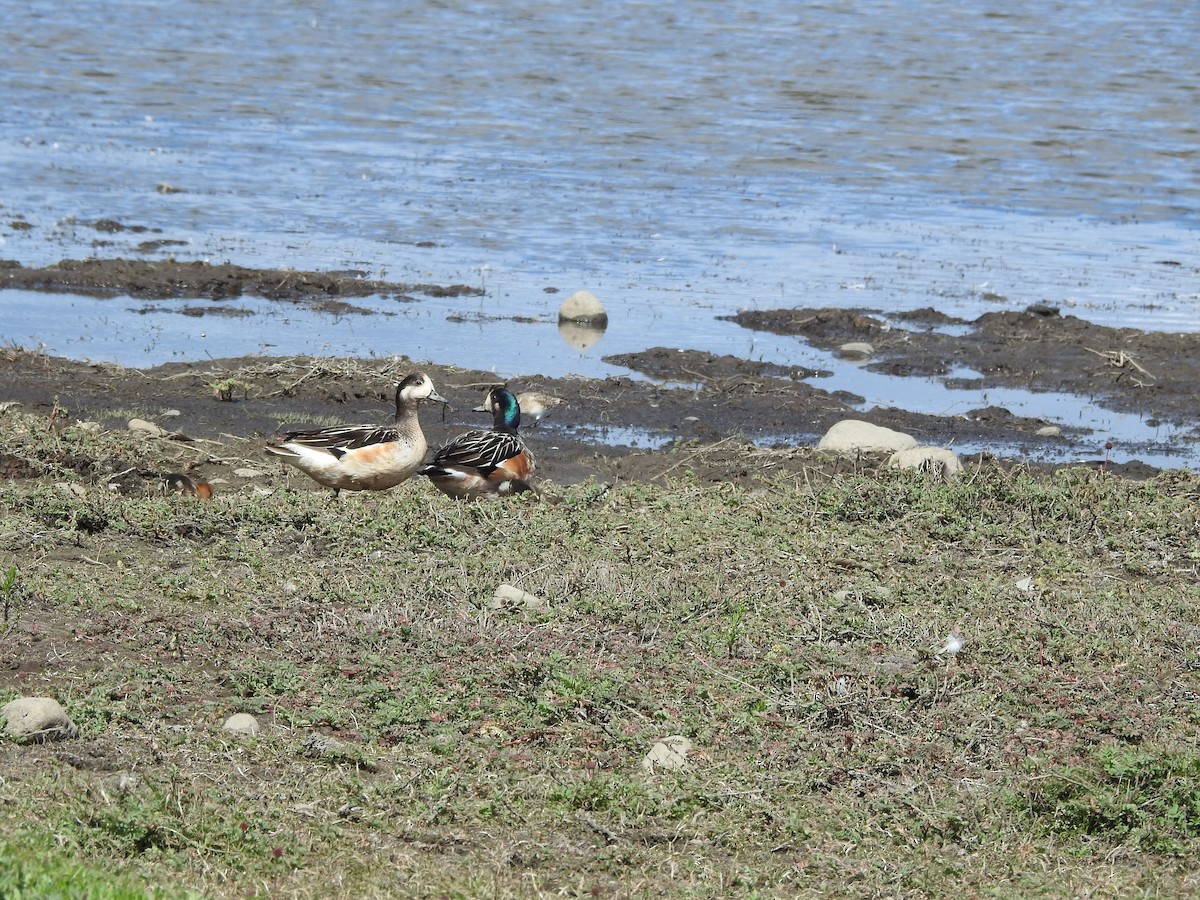 Chiloe Wigeon - ML643744311