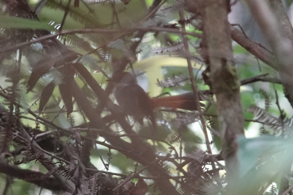 Taliabu Fantail - ML643744314